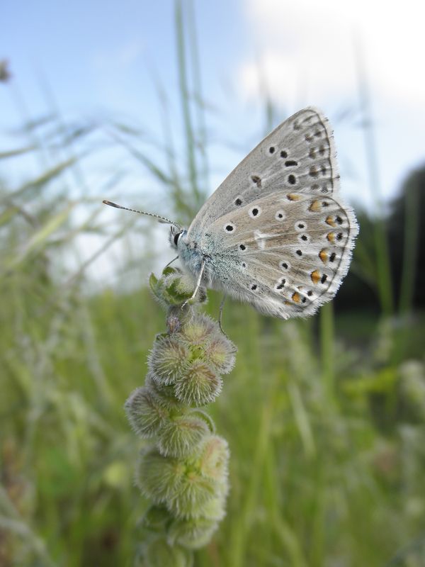 Polymmatus eros? (della Grecia) - No, P. icarus